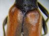 Stenurella melanura